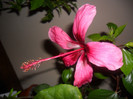 Hibiscus Fidjian Island