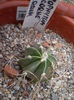 Astrophytum capricorne var. aureum