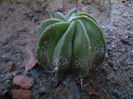 Astrophytum hybrid 1