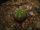 Astrophytum hybrid 2