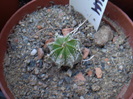 Astrophytum hybrid 4