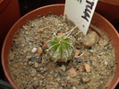 Astrophytum hybrid 5