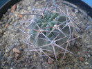 Acanthocalycium aurantiacum