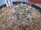 Acanthocalycium aurantiacum