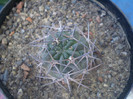 Acanthocalycium aurantiacum