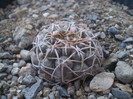 Acacnthocalycium glaucum v. rubriflorum