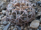 Acacnthocalycium glaucum v. rubriflorum