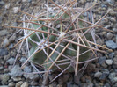 Acanthocalycium variiflorum