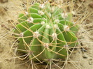 Acanthocalycium violaceum