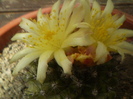 Copiapoa humilis