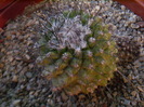 Copiapoa humilis