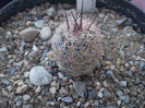 Echinocereus adustus