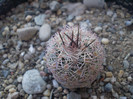 Echinocereus adustus