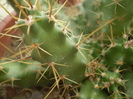 Echinocereus blankii