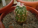 Echinocereus chloranthus var. cylindricus