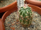 Echinocereus chloranthus var. cylindricus