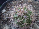 Echinocereus coccineus gurneyi