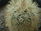 Echinocereus dasyacanthus