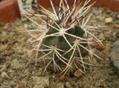 Echinocereus davisii