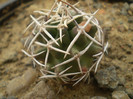 Echinocereus fendeleri kuenzleri