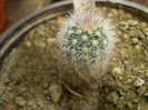 Echinocereus lauii