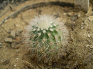 Echinocereus ledingii