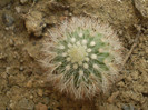 Echinocereus ledingii