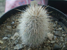 Echinocereus nivosus