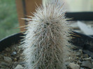 Echinocereus nivosus