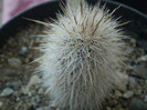 Echinocereus nivosus