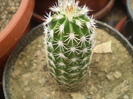 Echinocereus pentalophus