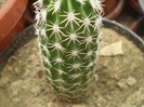 Echinocereus pentalophus