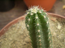 Echinocereus polyacanthus