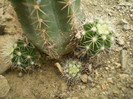 Echinocereus polyacanthus