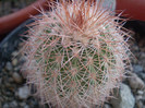Echinocereus reichenbachi v. baileyi