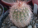 Echinocereus reichenbachi v. baileyi
