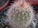 Echinocereus reichenbachi v. baileyi