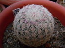 Echinocereus rigidissmus nacosari