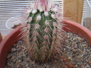 Echinocereus russanthus