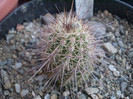 Echinocereus scheeri v. gentry