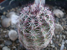 Echinocereus viridiflorus ssp. corellii