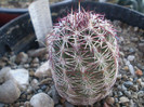 Echinocereus viridiflorus ssp. corellii