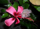 Hibiscus Fidjian Island