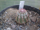 Echinocereus viridiflorus v. minor