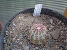 Echinocereus viridiflorus v. minor