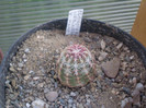 Echinocereus viridiflorus v. minor