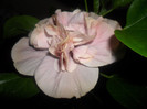 Hibiscus Snoock