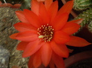 Chamaecereus silvestri