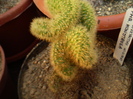 Cleistocactus winteri fma. monstrosa