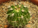 Echinofossulocactus sp.